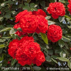 Rose Orange Sunblaze 1.2m 10L