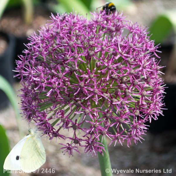 Awaiting product image