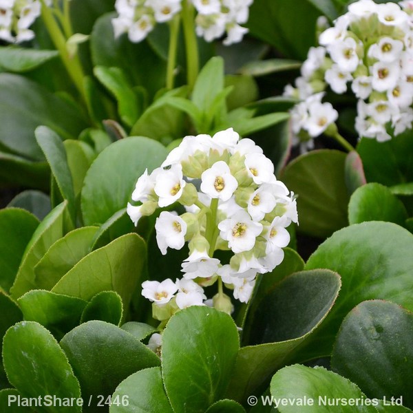 Awaiting product image