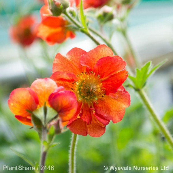 Awaiting product image