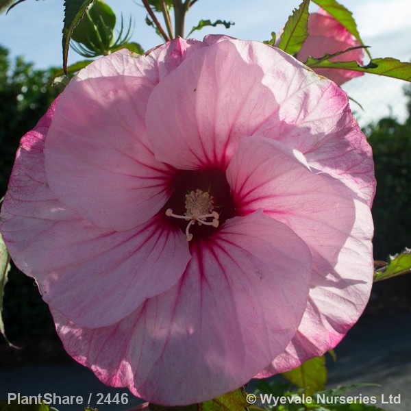 Awaiting product image