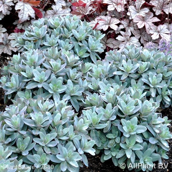 Sedum telephium 'Marina' - Image 2
