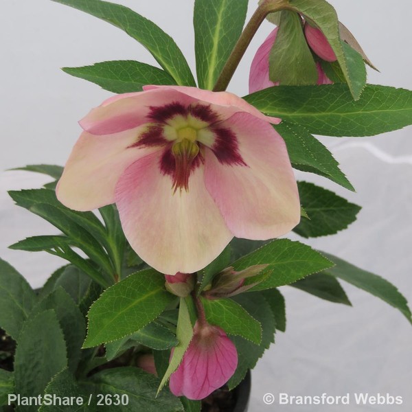 Awaiting product image