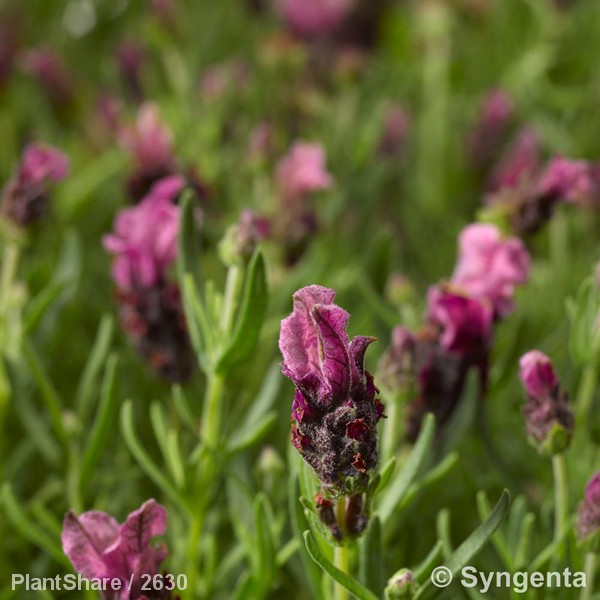 Awaiting product image