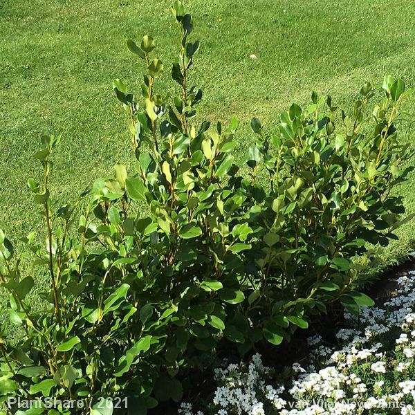 Awaiting product image