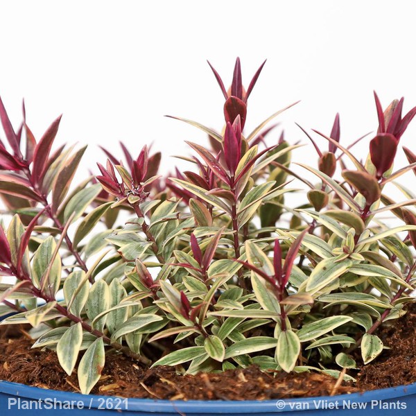 Awaiting product image