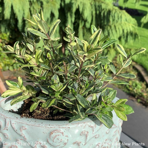 Awaiting product image