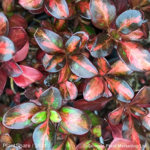 Awaiting product image