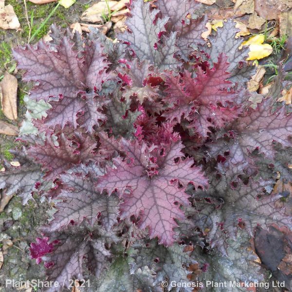 Awaiting product image