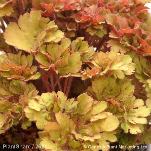 Awaiting product image