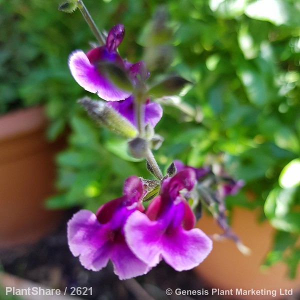 Awaiting product image