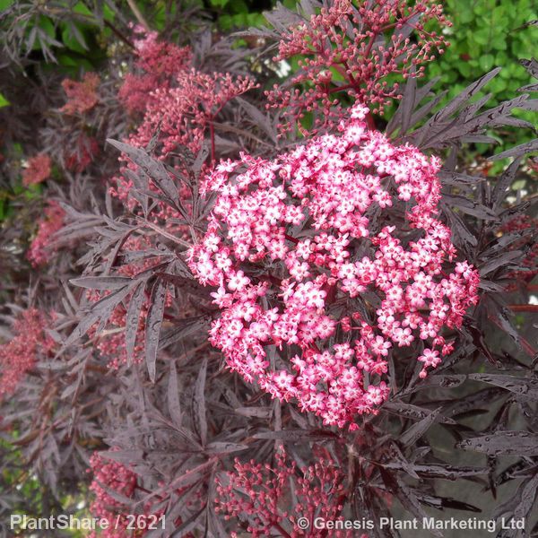 Awaiting product image