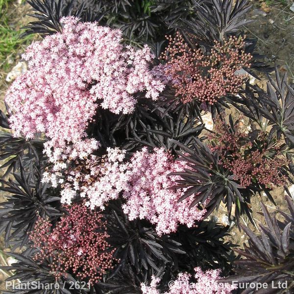 Awaiting product image