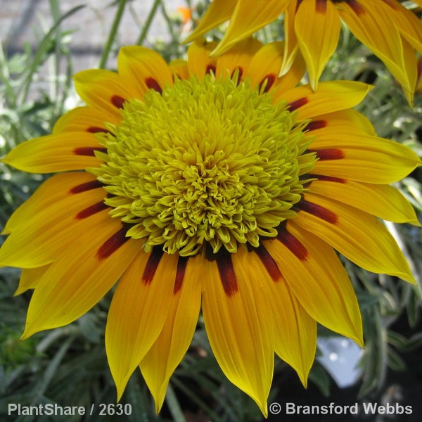 Awaiting product image