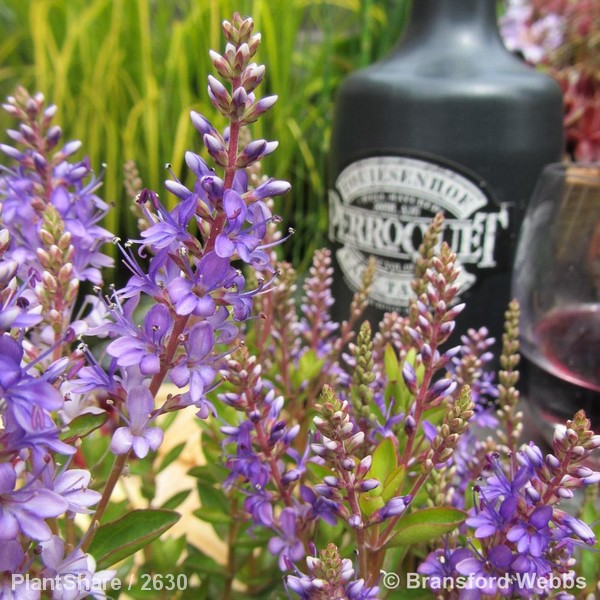 Awaiting product image