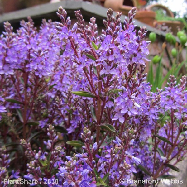 Awaiting product image