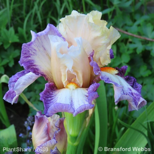 Awaiting product image