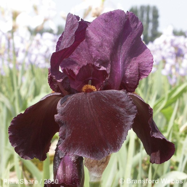 Awaiting product image