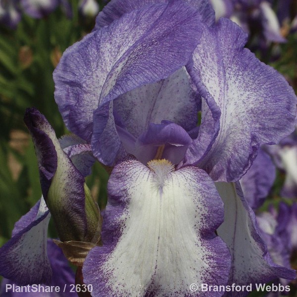 Awaiting product image