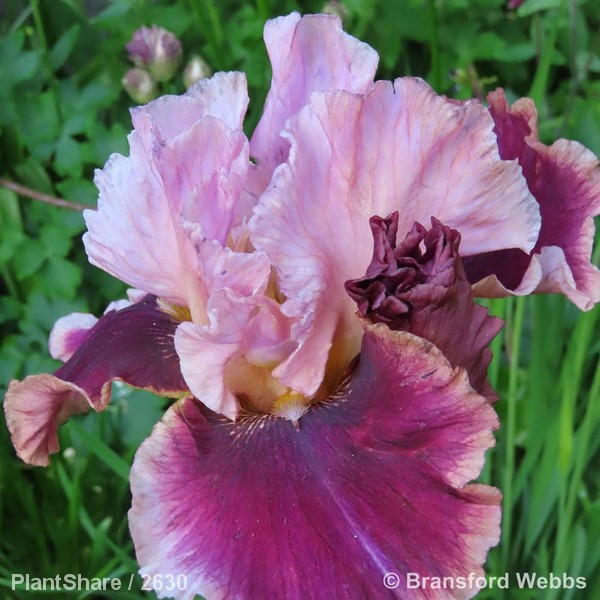 Awaiting product image