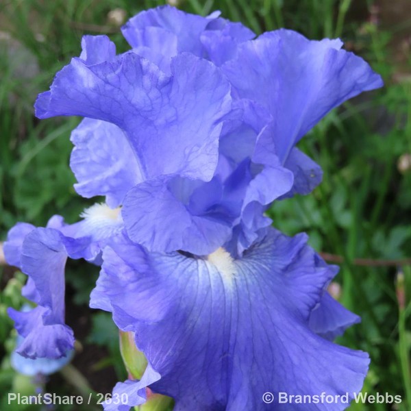 Awaiting product image