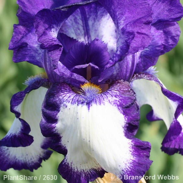 Awaiting product image