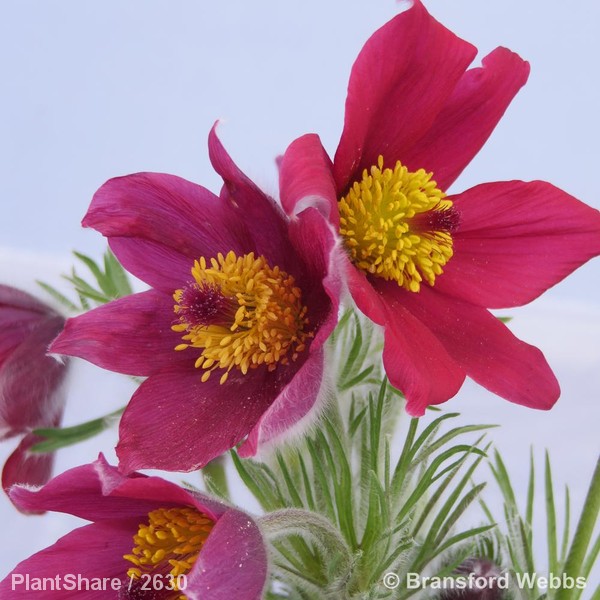 Awaiting product image