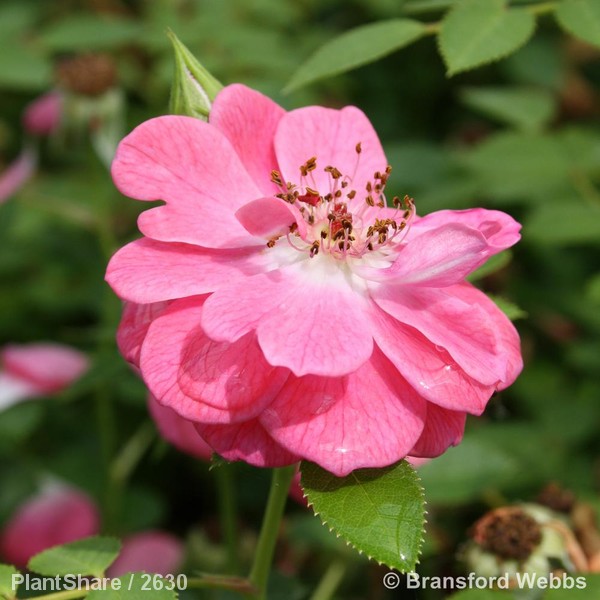 Awaiting product image