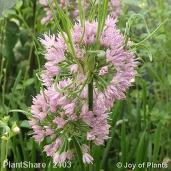 Allium Millenium
