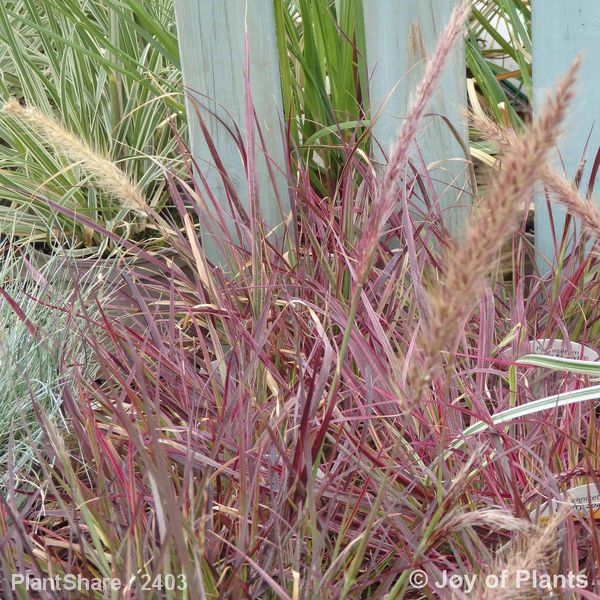 Awaiting product image