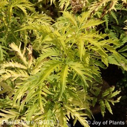 Sambucus Nigra Golden Tower