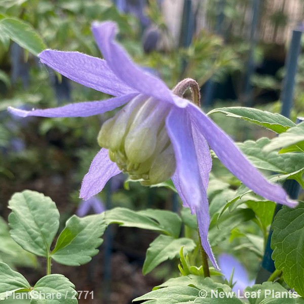 Awaiting product image