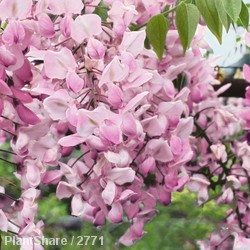 Wisteria Showa-Beni 1.5m 20L