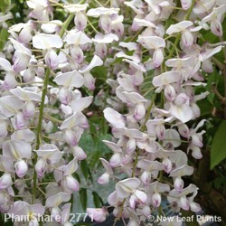 Wisteria Caroline 1.5m 20L