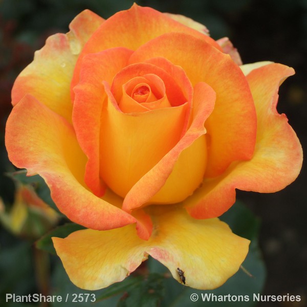 Awaiting product image