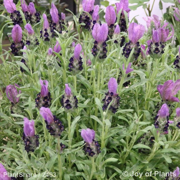 Awaiting product image