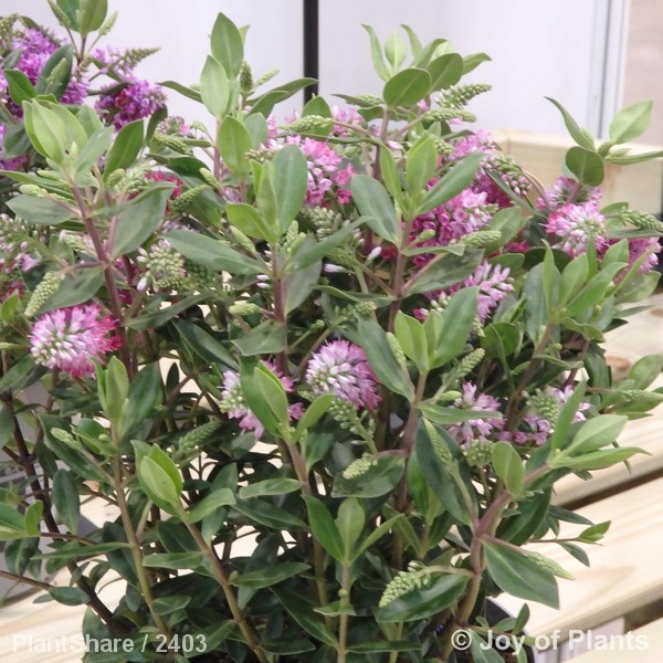 Awaiting product image