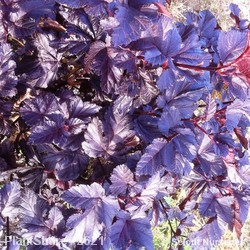 Physocarpus opulifolius Midnight