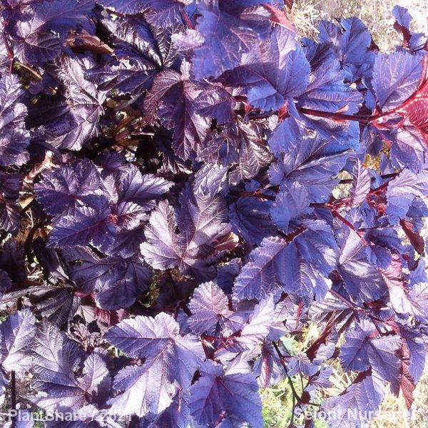 Awaiting product image