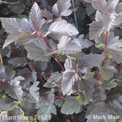 Physocarpus Brown Sugar