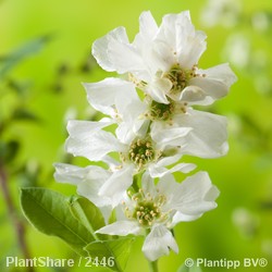 Exochorda Niagara 30-40cm 3L