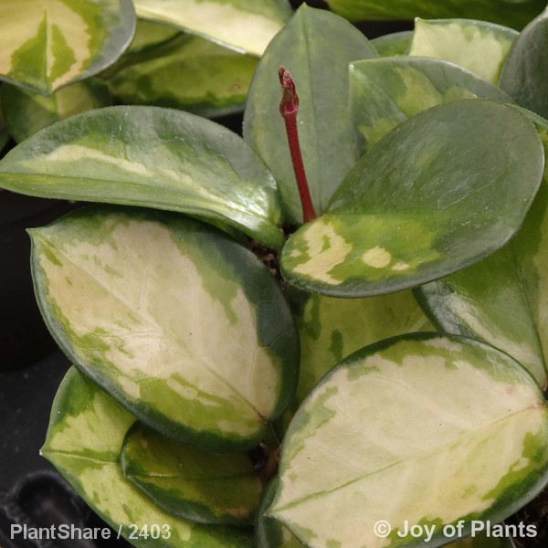 Awaiting product image