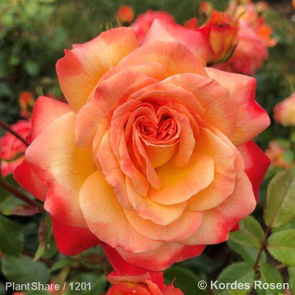 Awaiting product image