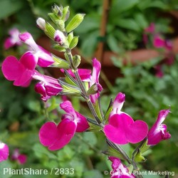 Salvia Cherry Lips