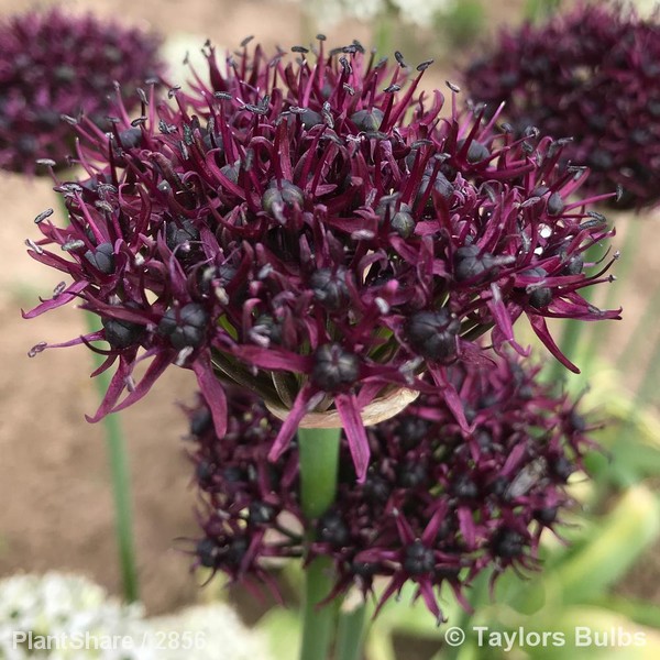 Rosa Flower Carpet Pink Supreme = 'Noa168098F'