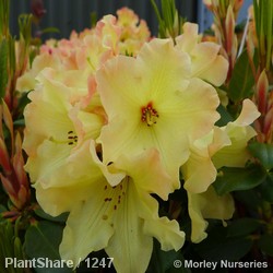 Rhododendron Yak Nancy Evans