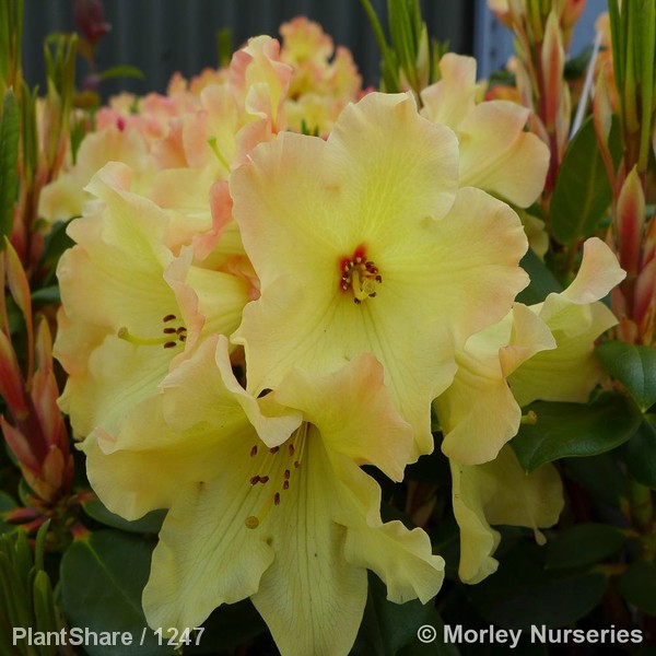 Awaiting product image