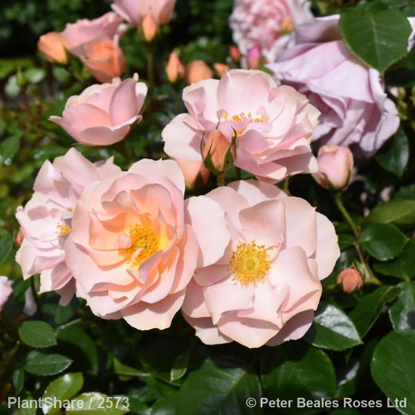 Awaiting product image