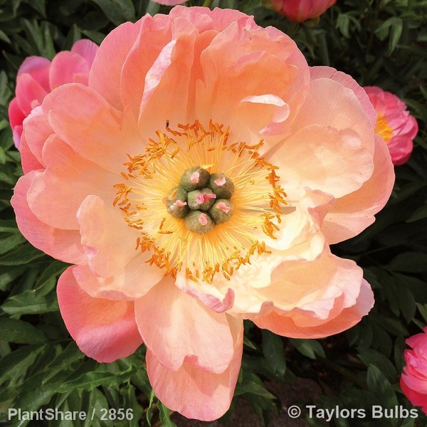 Awaiting product image