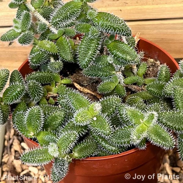 Awaiting product image